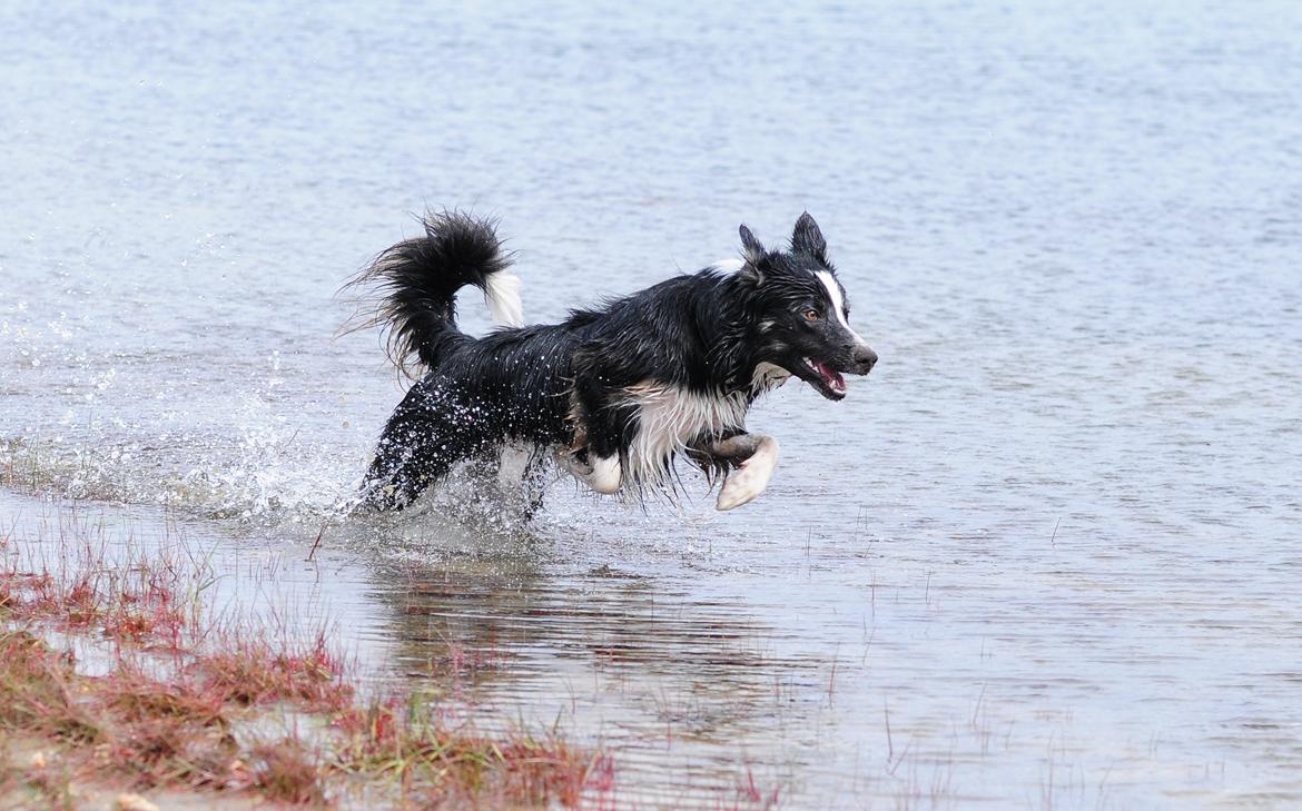 Border collie Krauholt Talented Yoda billede 14