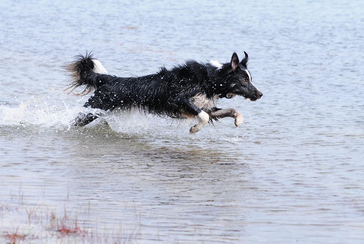 Border collie Krauholt Talented Yoda billede 15