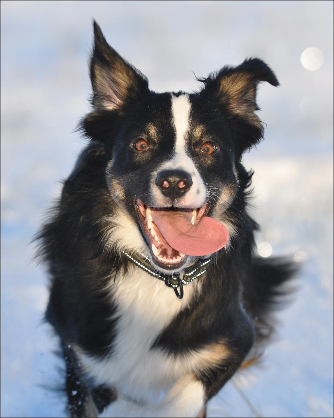 Border collie Krauholt Talented Yoda billede 16