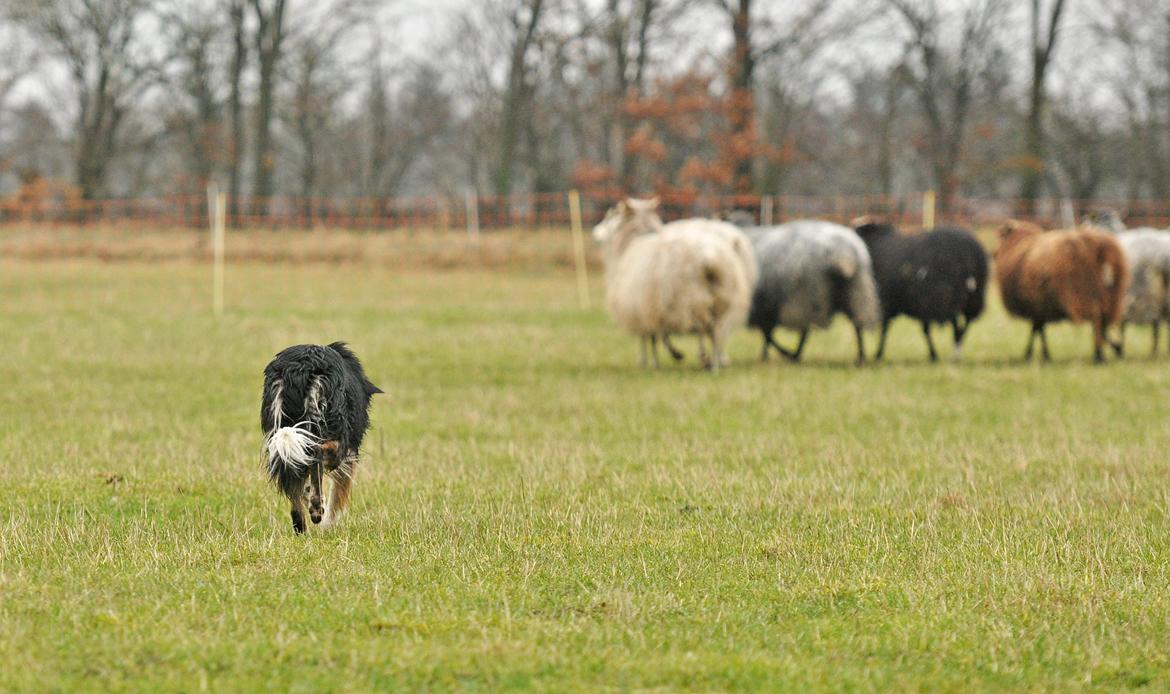 Border collie Krauholt Talented Yoda billede 18