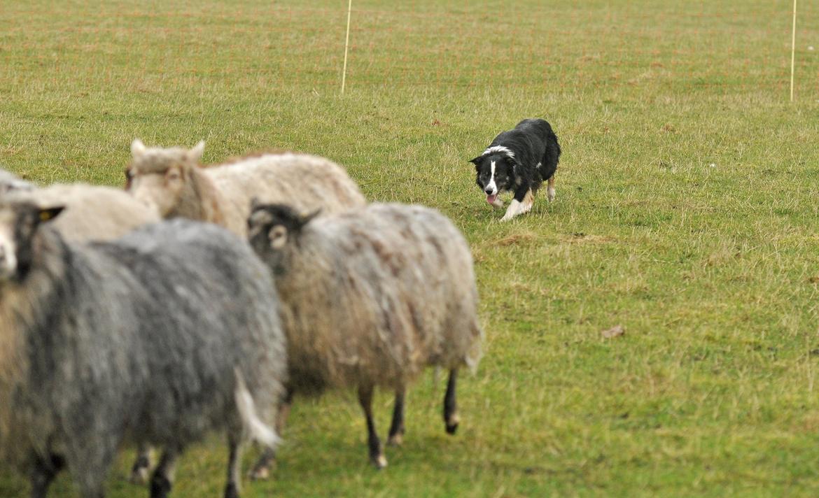 Border collie Krauholt Talented Yoda billede 19