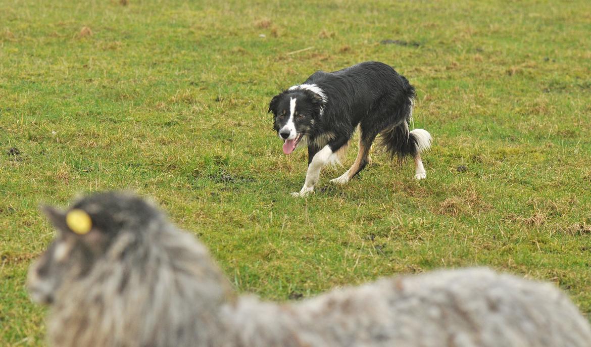 Border collie Krauholt Talented Yoda billede 20