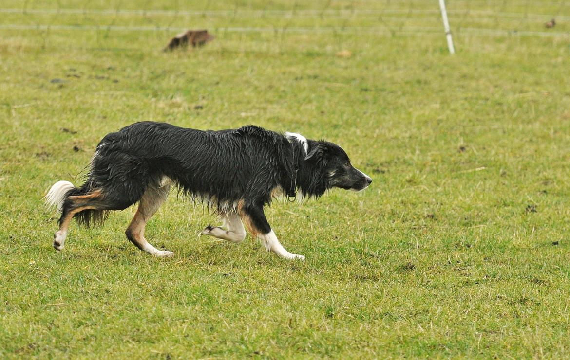 Border collie Krauholt Talented Yoda billede 17
