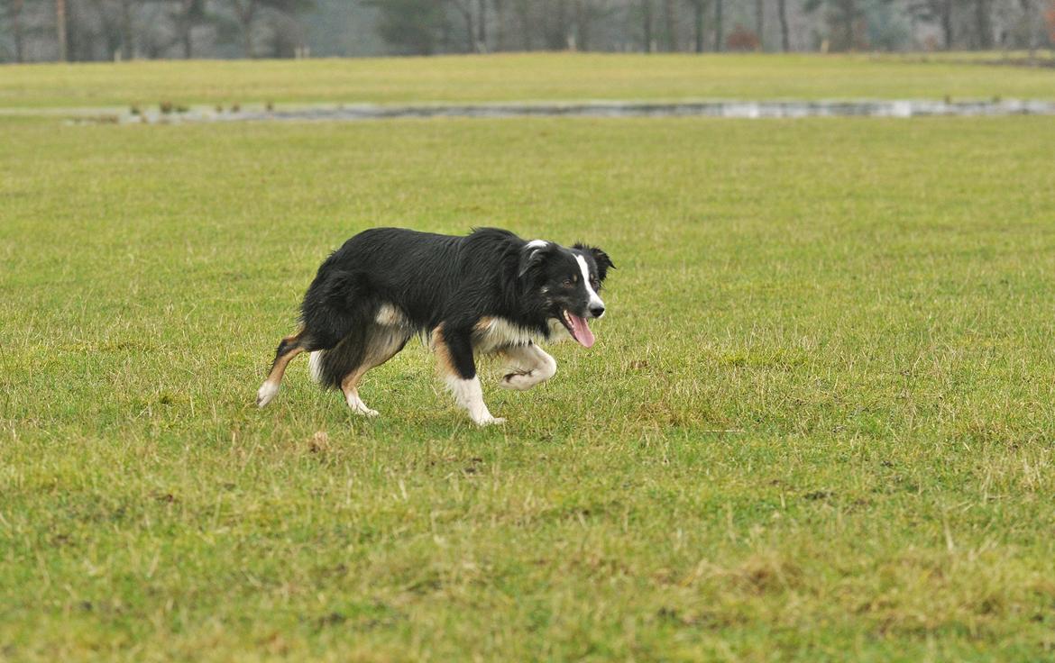 Border collie Krauholt Talented Yoda billede 21
