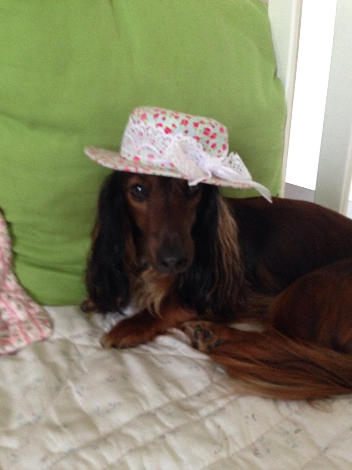 Miniature gravhund Daisy billede 11