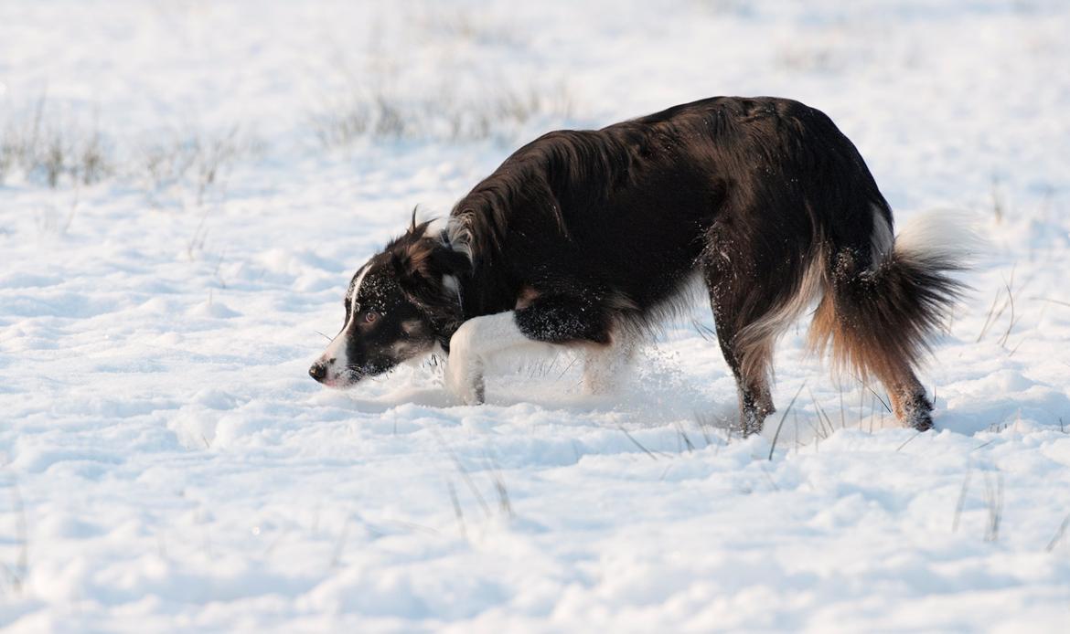 Border collie Krauholt Talented Yoda billede 23