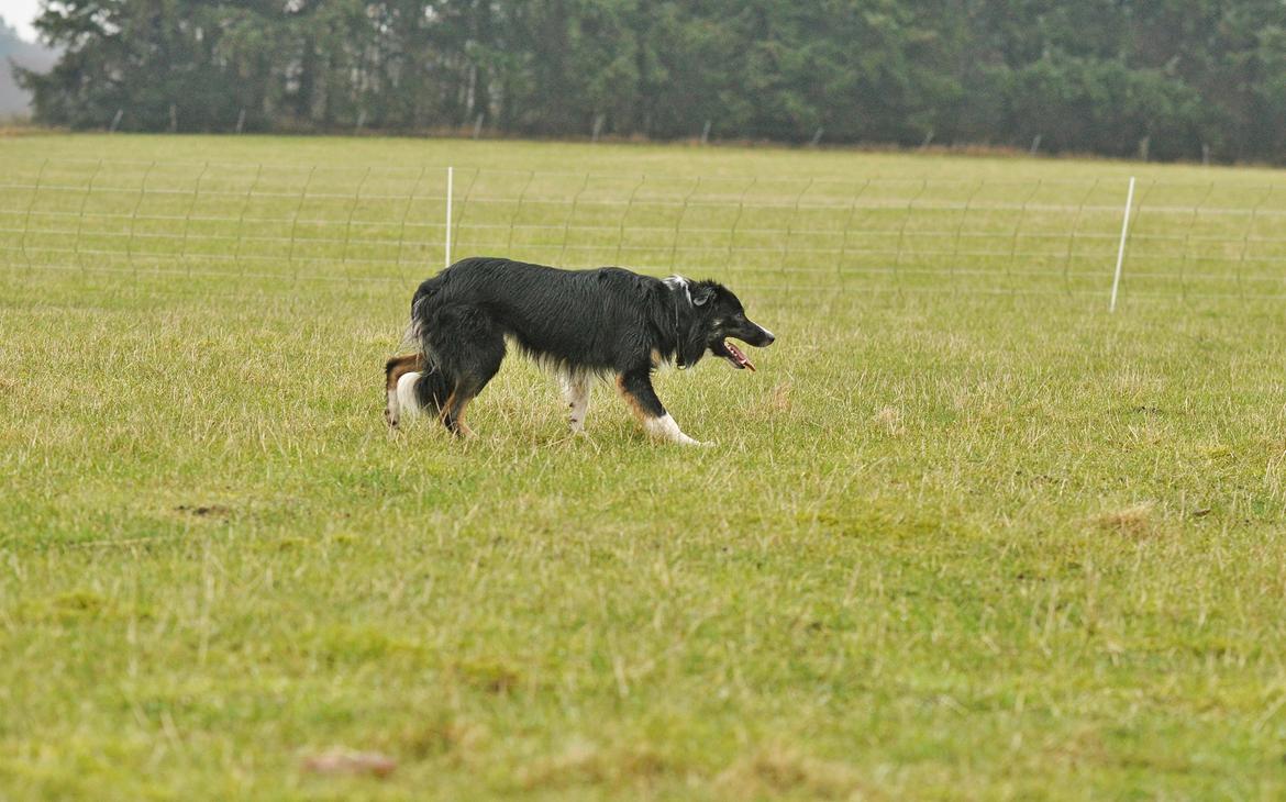 Border collie Krauholt Talented Yoda billede 22