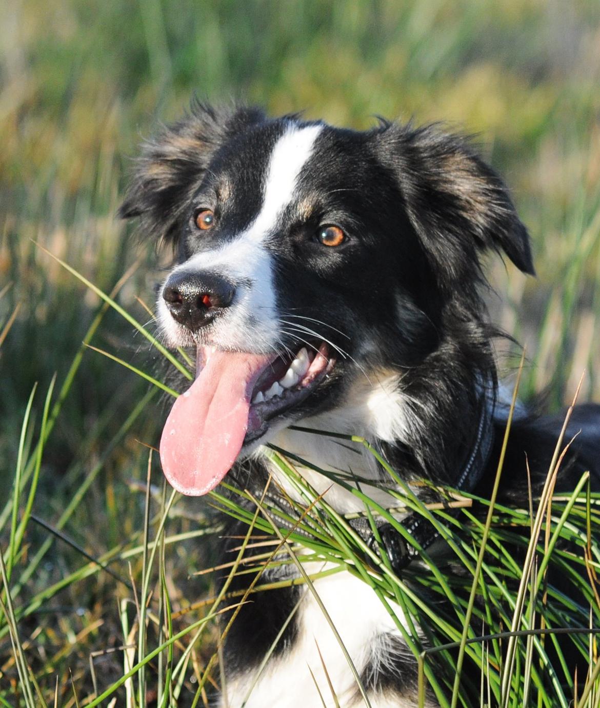 Border collie Krauholt Talented Yoda billede 25