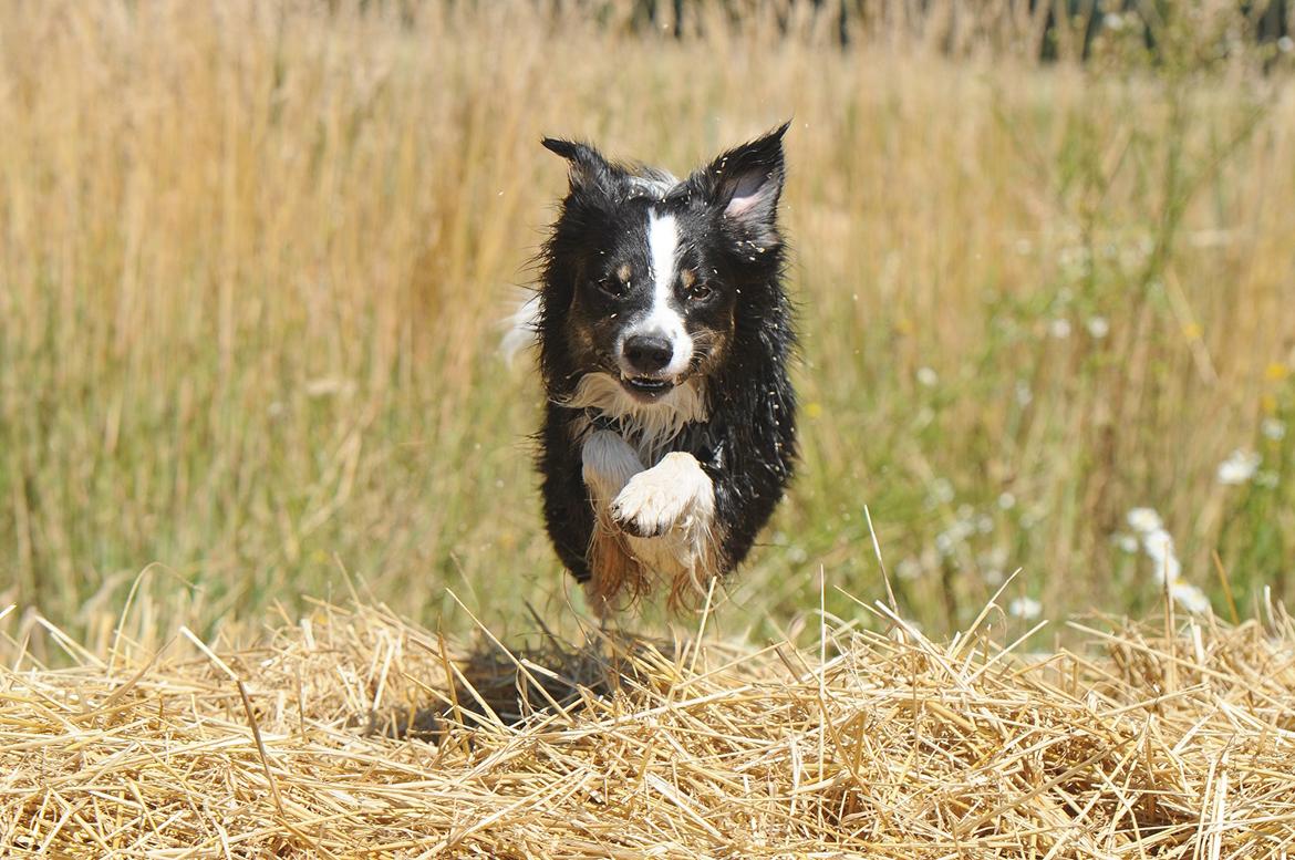 Border collie Krauholt Talented Yoda billede 3