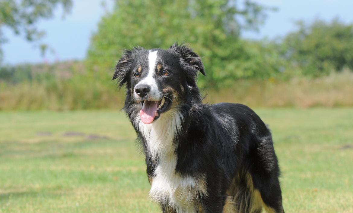 Border collie Krauholt Talented Yoda billede 26