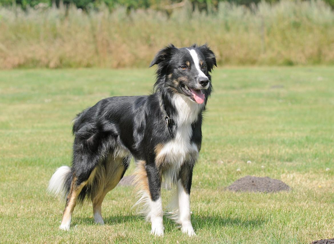 Border collie Krauholt Talented Yoda billede 27