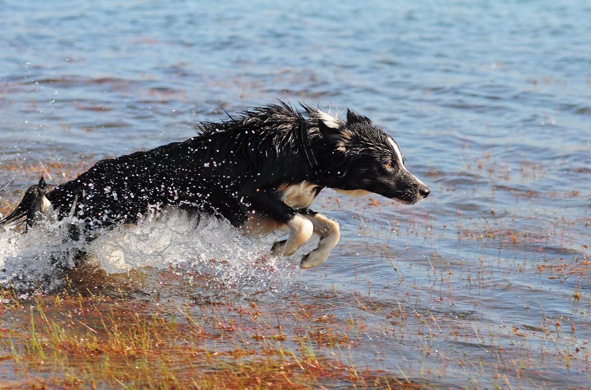 Border collie Krauholt Talented Yoda billede 28