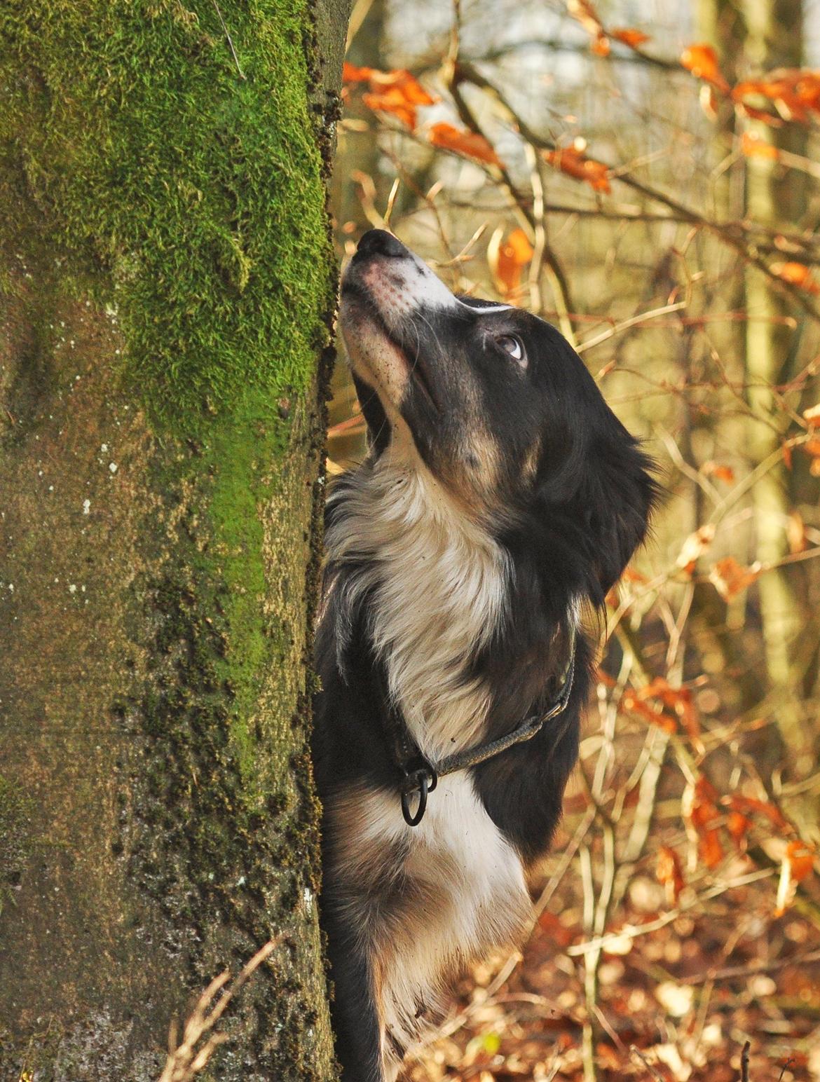 Border collie Krauholt Talented Yoda billede 24