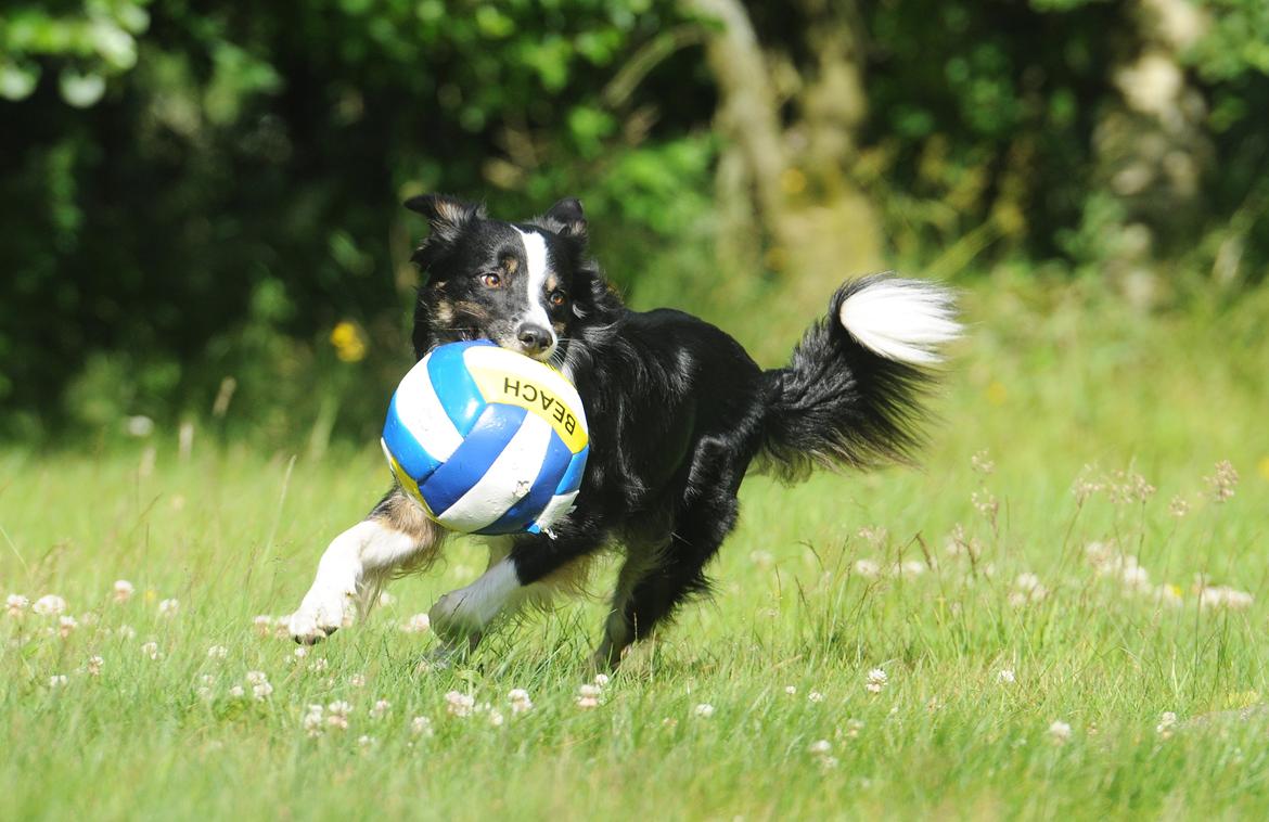Border collie Krauholt Talented Yoda billede 29