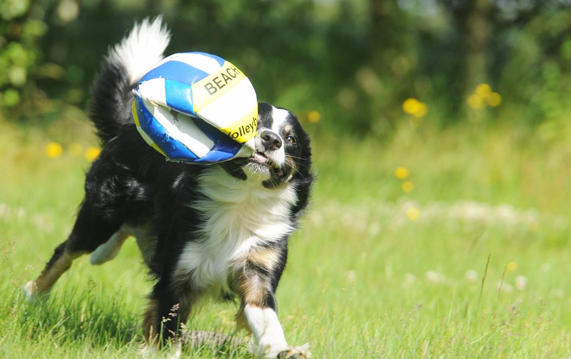 Border collie Krauholt Talented Yoda billede 30