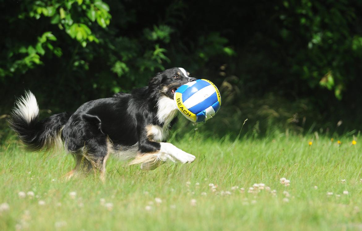 Border collie Krauholt Talented Yoda billede 31