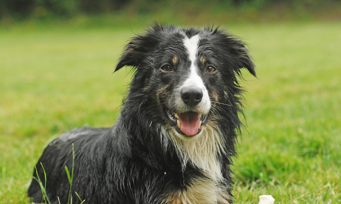 Border collie Krauholt Talented Yoda billede 32
