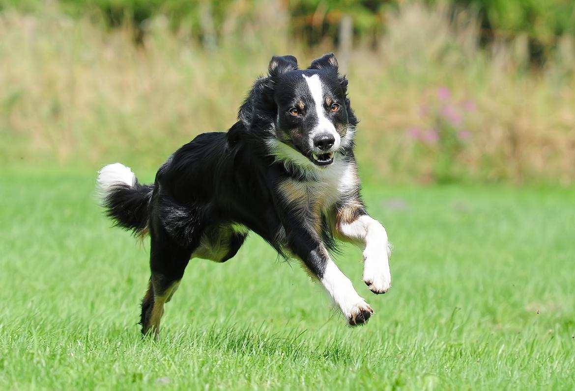 Border collie Krauholt Talented Yoda billede 33