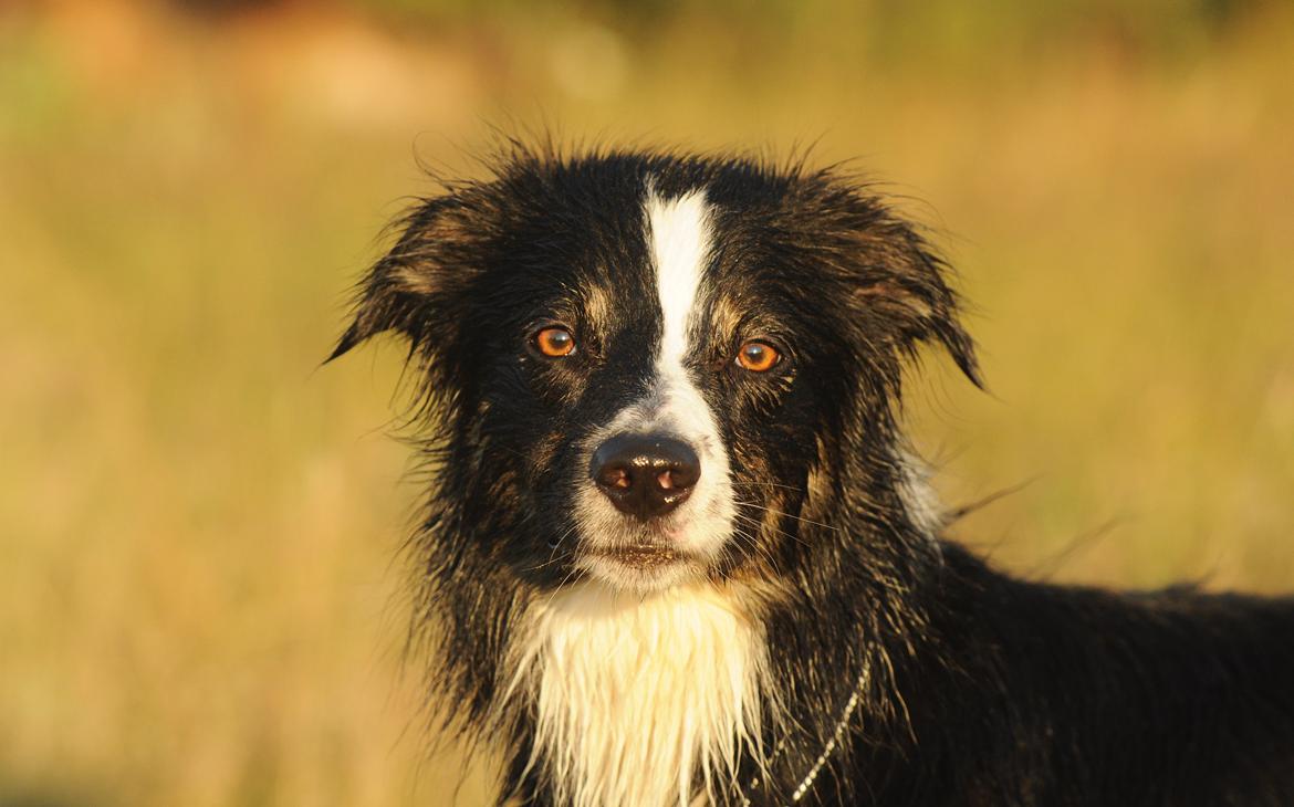 Border collie Krauholt Talented Yoda billede 4