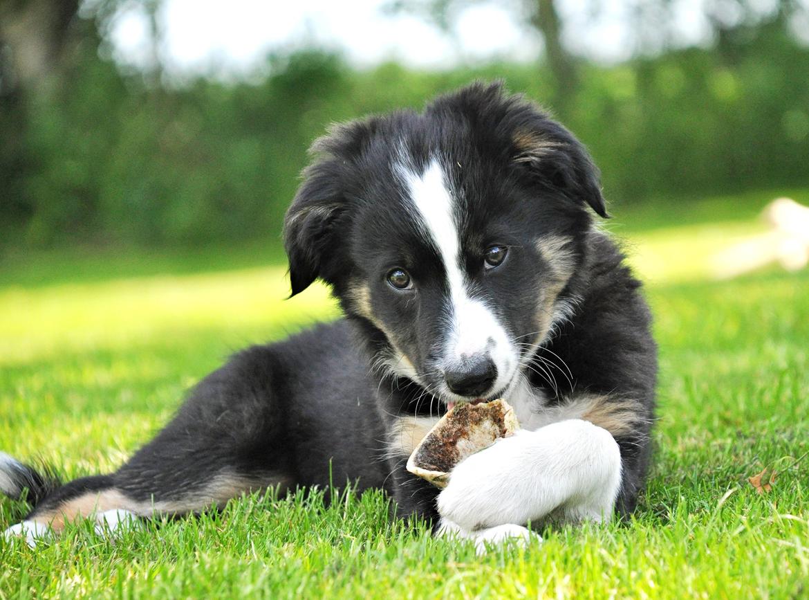 Border collie Krauholt Talented Yoda billede 34