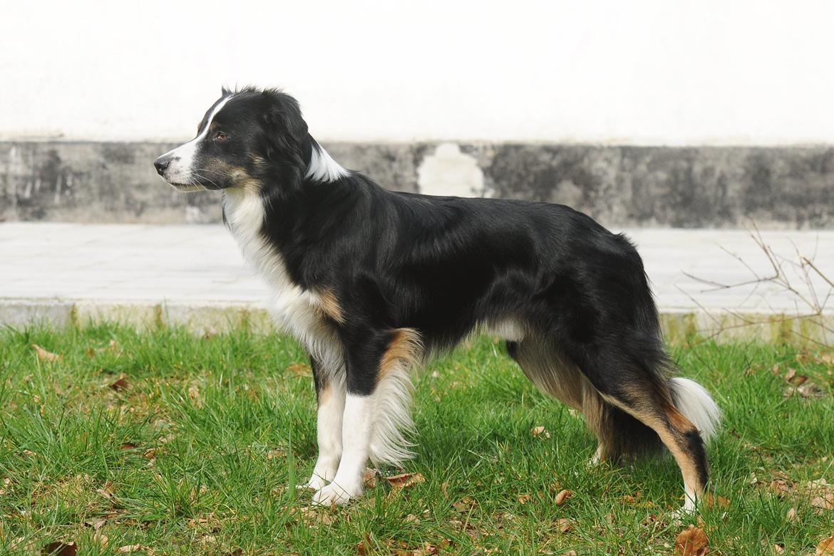 Border collie Krauholt Talented Yoda billede 35
