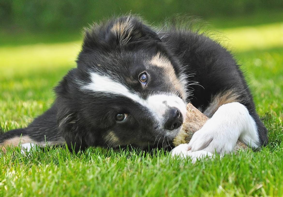 Border collie Krauholt Talented Yoda billede 36