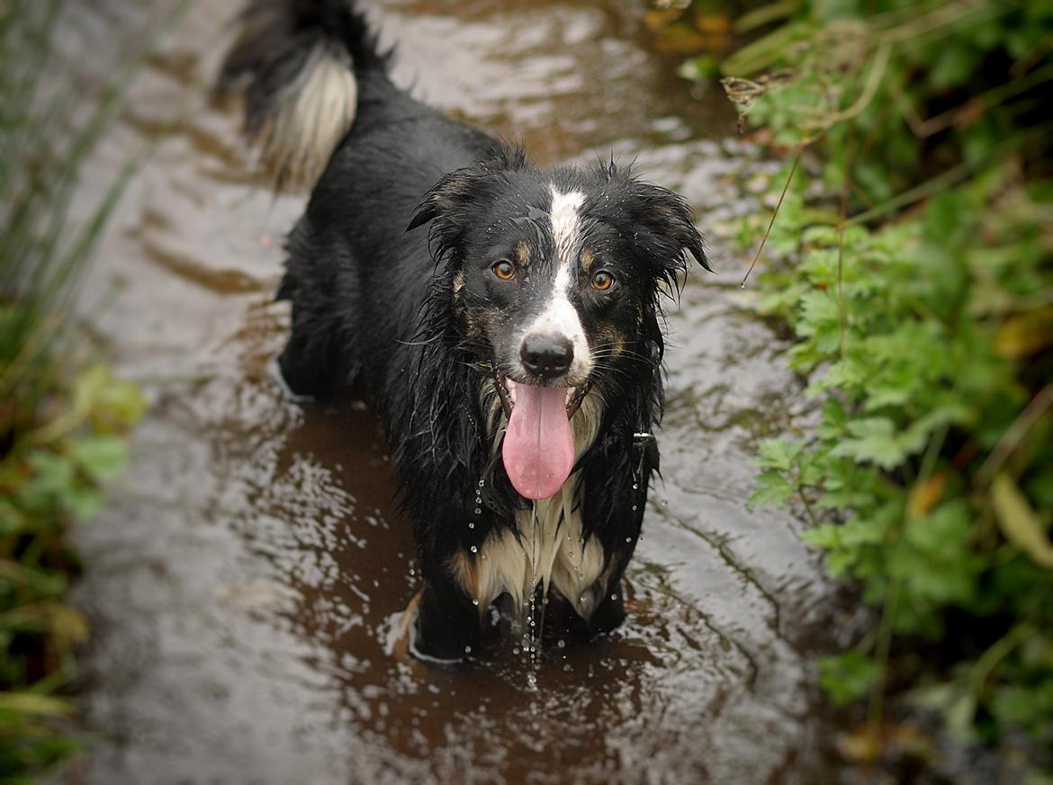 Border collie Krauholt Talented Yoda billede 38