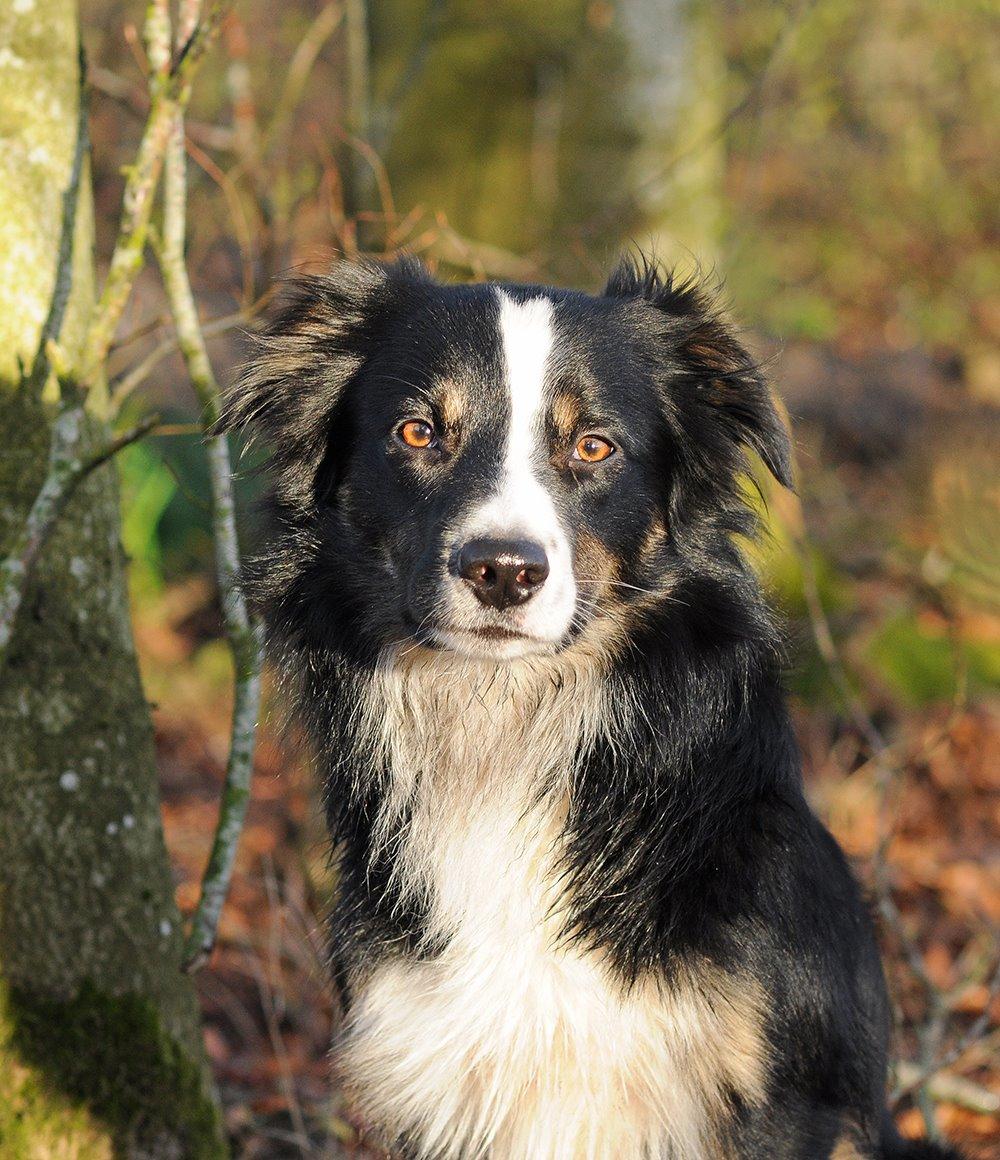 Border collie Krauholt Talented Yoda billede 37