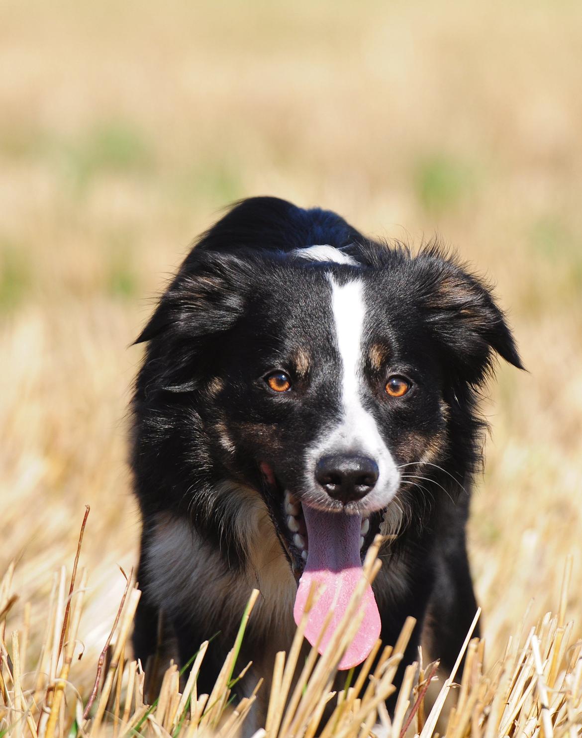 Border collie Krauholt Talented Yoda billede 40