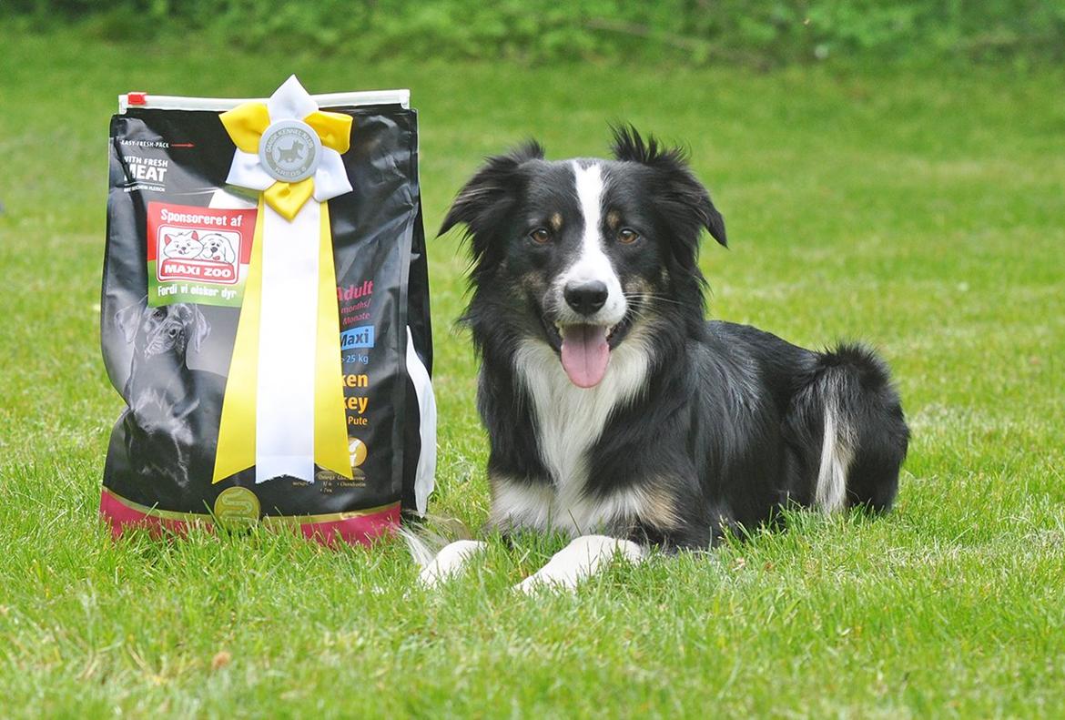 Border collie Krauholt Talented Yoda billede 41
