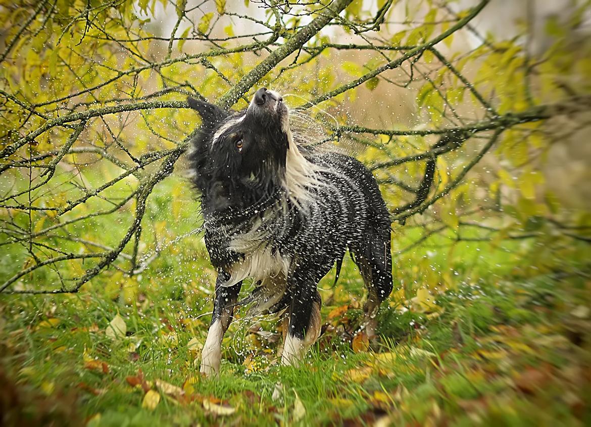 Border collie Krauholt Talented Yoda billede 39