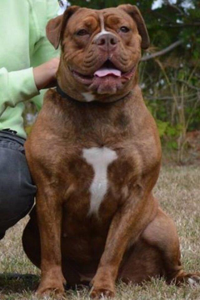 Olde english bulldogge Kingbull´s Cera - Til udstilling i Nyborg 2 august 2014  billede 2
