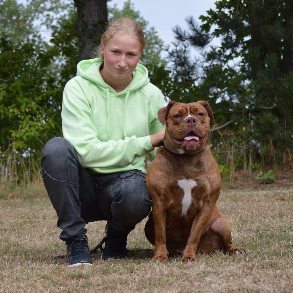 Olde english bulldogge Kingbull´s Cera - Til udstilling i Nyborg 2 august 2014  billede 1