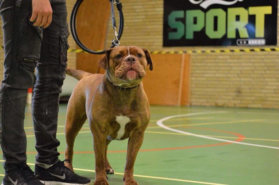 Olde english bulldogge Kingbull´s Cera - Til udstilling i Nyborg 2 august 2014  billede 3