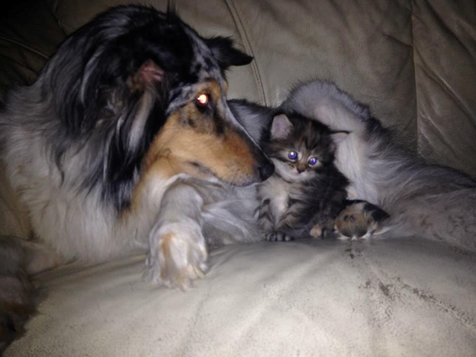 Shetland sheepdog Lassie billede 14