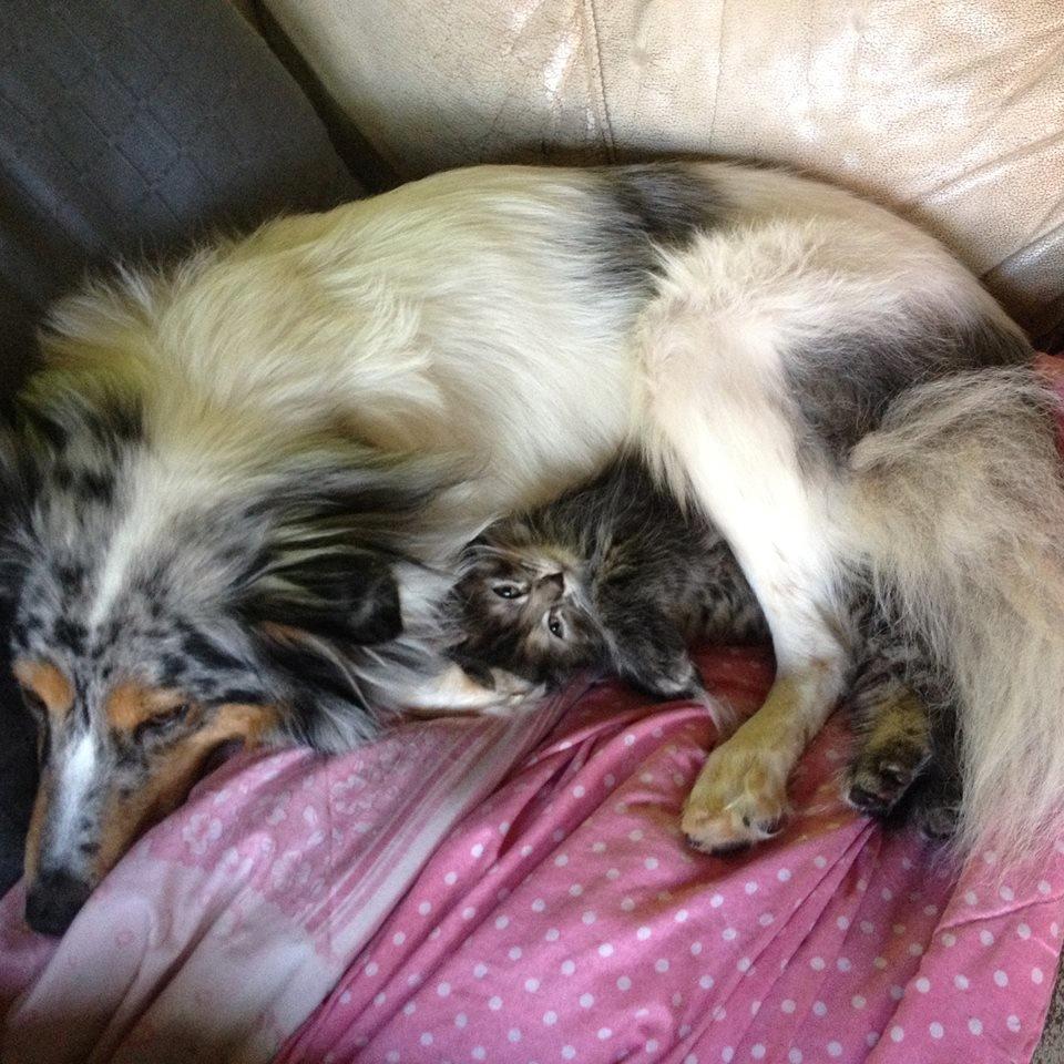 Shetland sheepdog Lassie billede 15