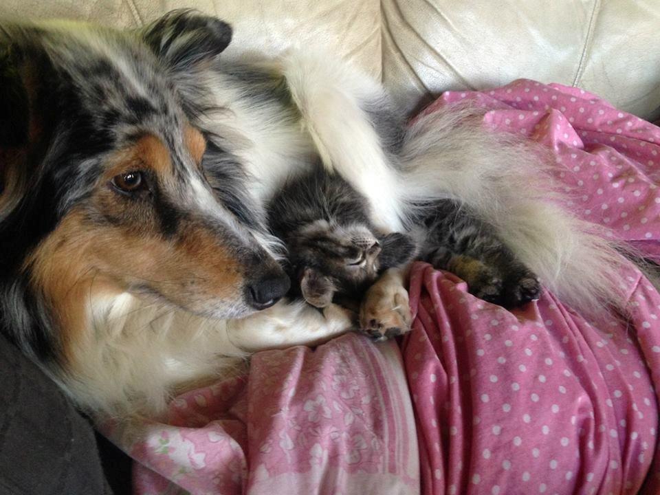 Shetland sheepdog Lassie billede 16