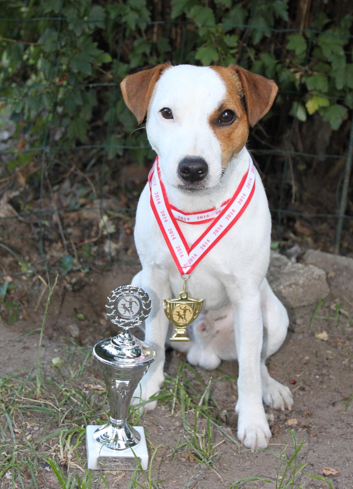 Parson russell terrier HiJacks 1st New Years Venturo - Første pokal som bedste nybegynder på agility holdet billede 8