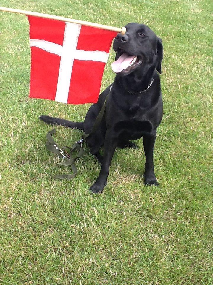 Labrador retriever Ricko - Rickos fødselsdag 3 år - stor hund nu: ) 16 juli 2014 billede 9