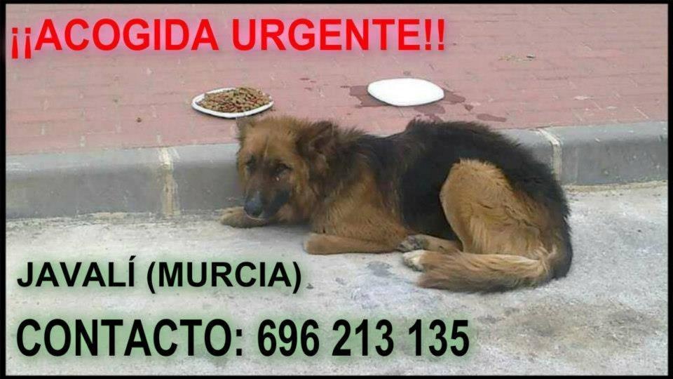 Blanding af racer Buddy billede 1