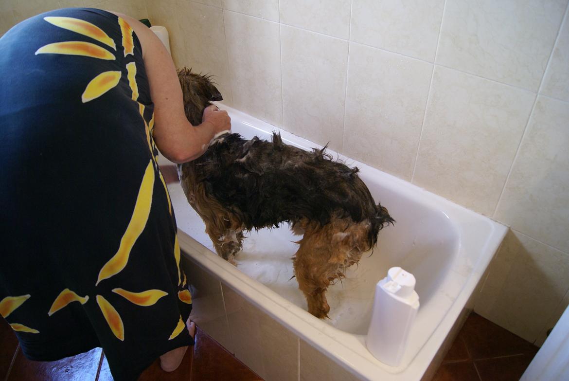 Blanding af racer Buddy billede 2