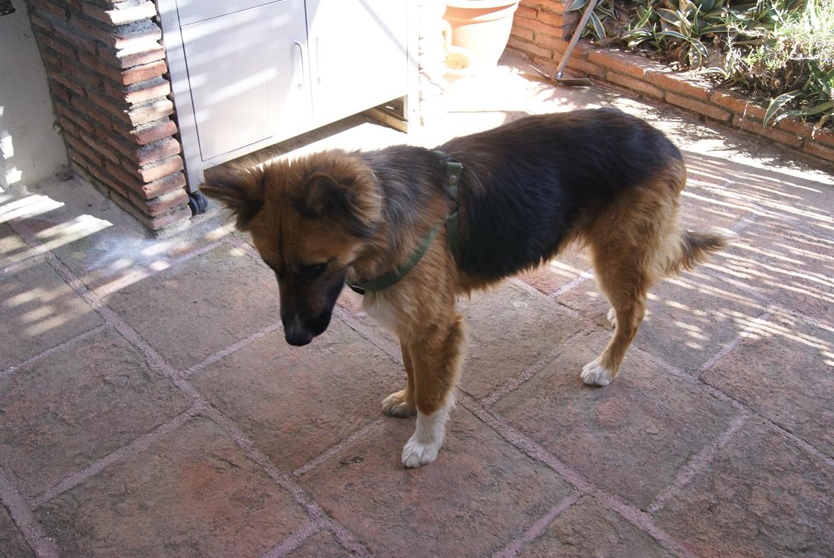 Blanding af racer Buddy billede 3