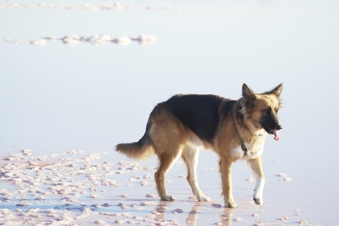Blanding af racer Buddy billede 4