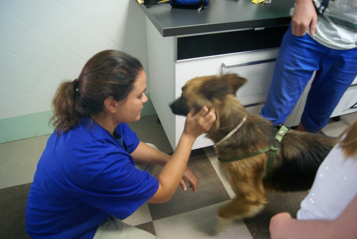 Blanding af racer Buddy billede 5