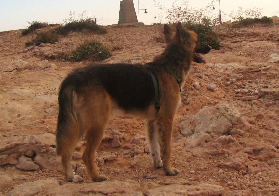 Blanding af racer Buddy billede 6