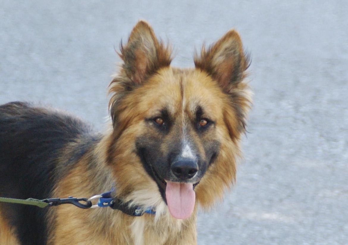 Blanding af racer Buddy billede 7