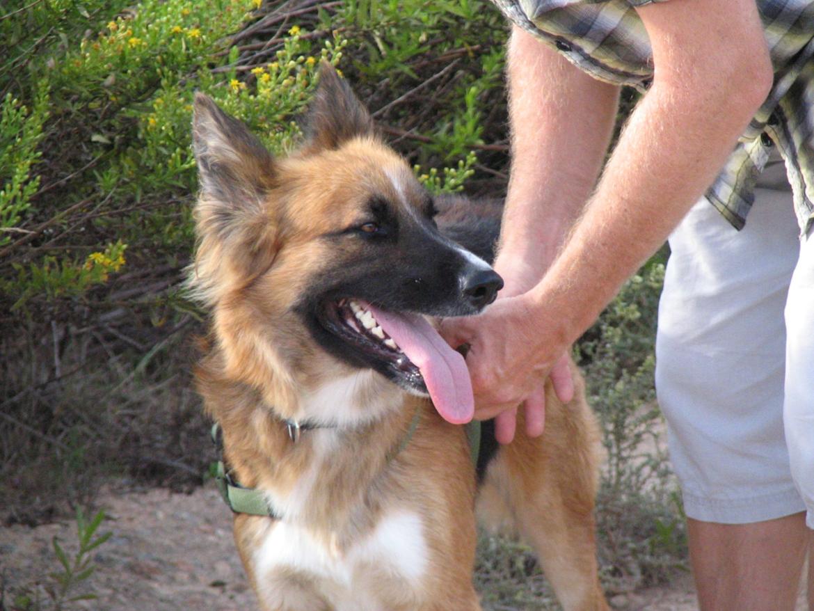 Blanding af racer Buddy billede 9