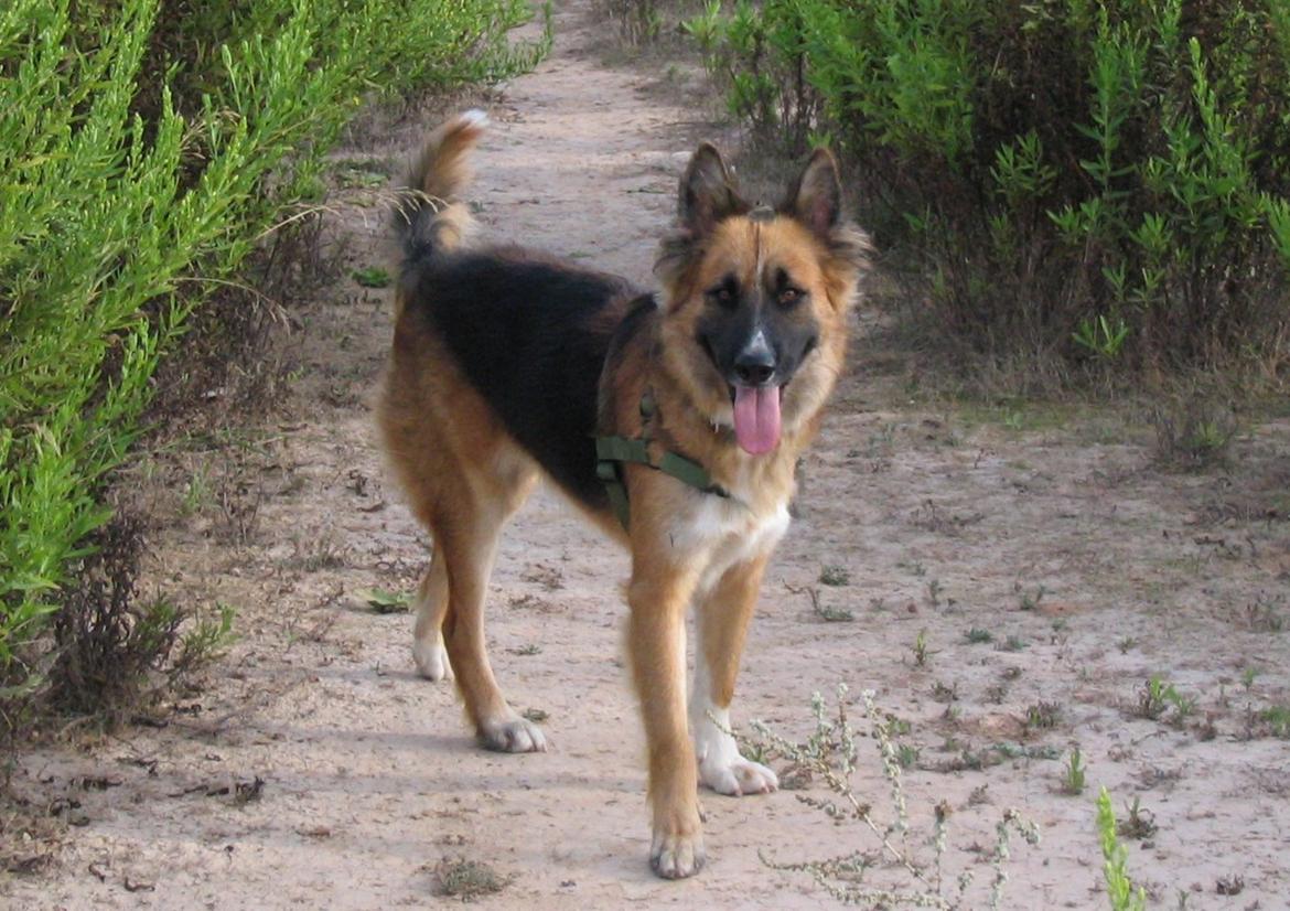 Blanding af racer Buddy billede 10