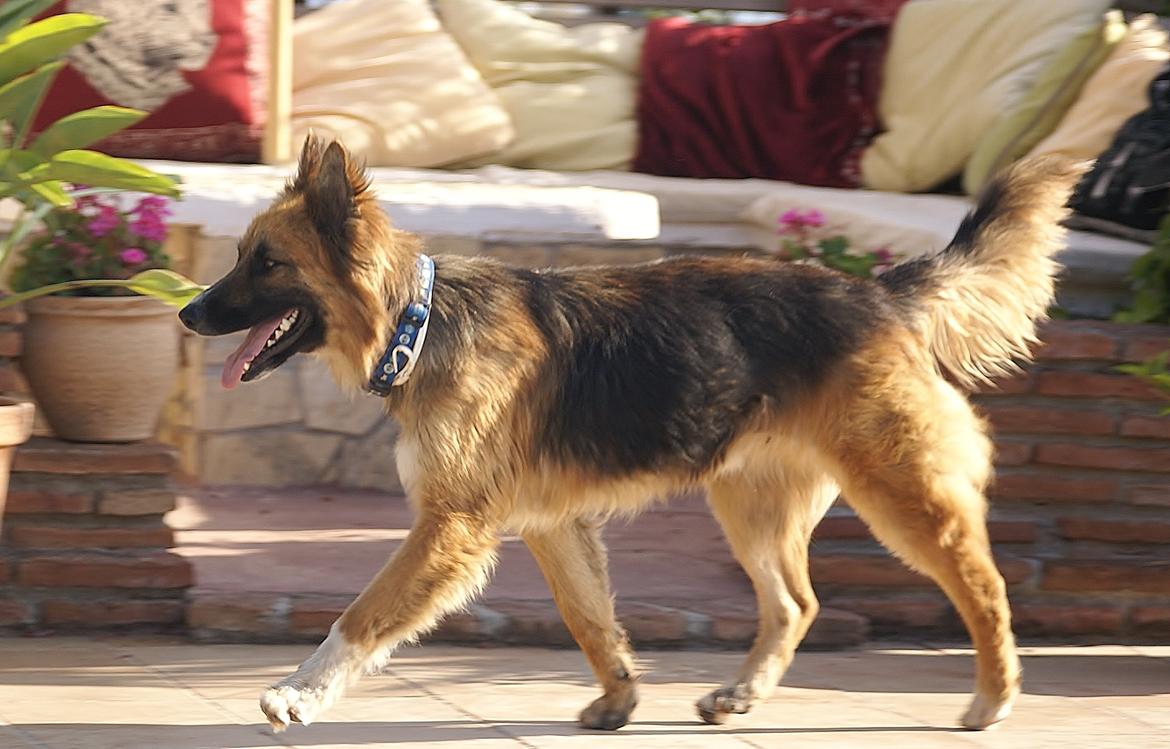 Blanding af racer Buddy billede 11