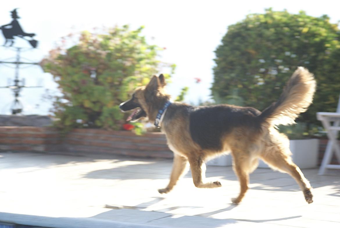 Blanding af racer Buddy billede 12